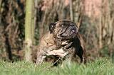 BULLDOG ANGLAIS 084